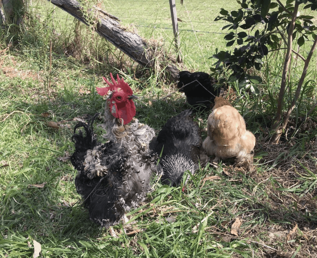 New ladies for the Orchard flock 2
